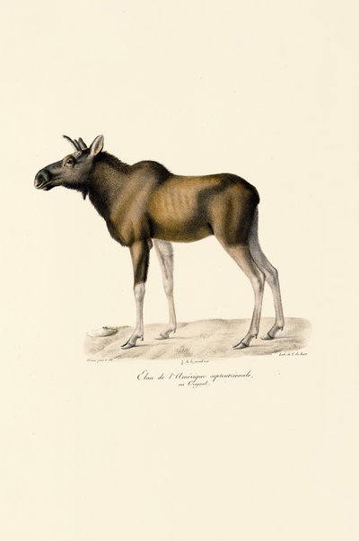 Los (Alces alces) od Jacques Christophe Werner