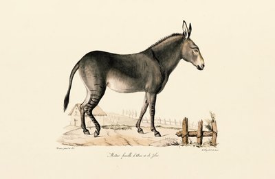 Mule od Jacques Christophe Werner