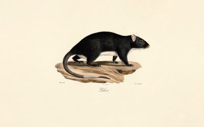 Pižmovka od Jacques Christophe Werner