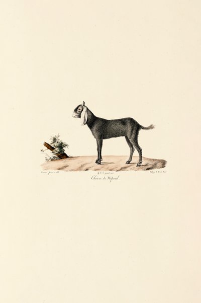 Nepálská koza od Jacques Christophe Werner