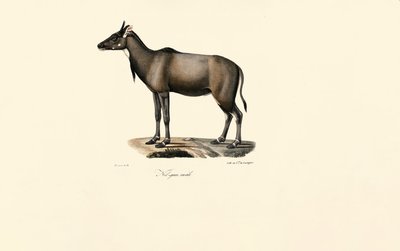 Antilopa nilgai (Nilgai, samec) od Jacques Christophe Werner
