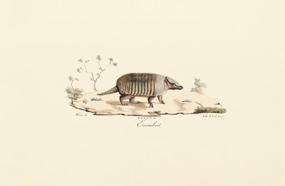 Pásovec devítipásý od Jacques Christophe Werner