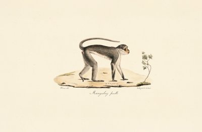 Patas Monkey (fena) od Jacques Christophe Werner