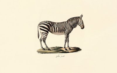 Zebra rovinná, samice od Jacques Christophe Werner