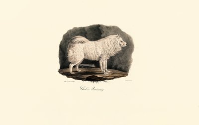 Pomeranian od Jacques Christophe Werner