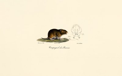 Hraboš stepní (Meadow vole) od Jacques Christophe Werner