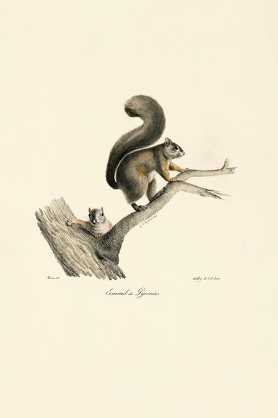 Pyrenejská veverka s mláďaty od Jacques Christophe Werner