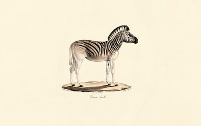 Quagga, samice od Jacques Christophe Werner