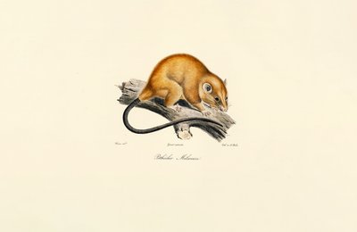 Veverka červenobřichá (Pithécidie Mélanure) od Jacques Christophe Werner