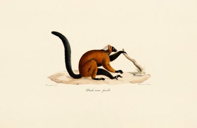 Lemur červenolící od Jacques Christophe Werner