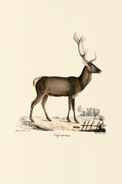 Red Deer od Jacques Christophe Werner