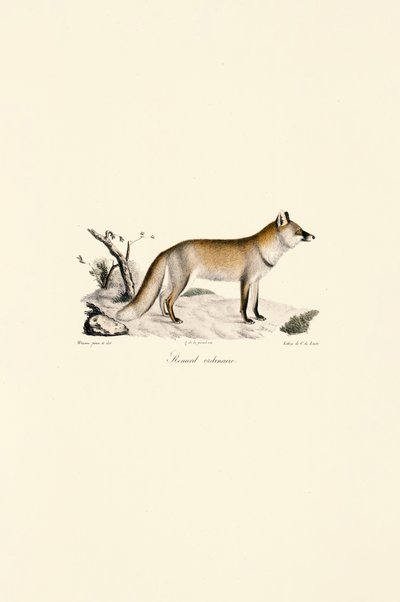 Liška obecná (Vulpes vulpes) od Jacques Christophe Werner