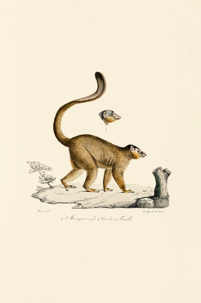 Hlava samce a samice lemura červeného od Jacques Christophe Werner