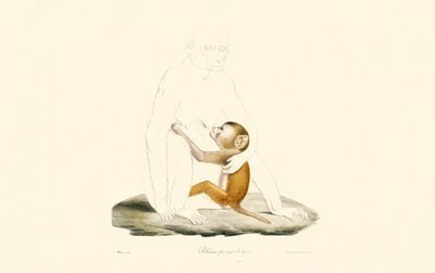 Mládě makaka rhesus od Jacques Christophe Werner