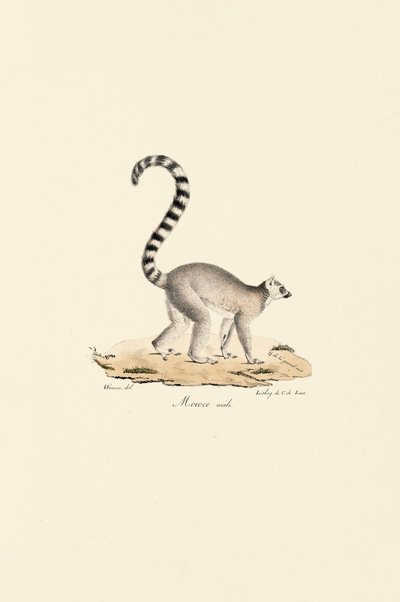 Lemur kroužkový Samec od Jacques Christophe Werner