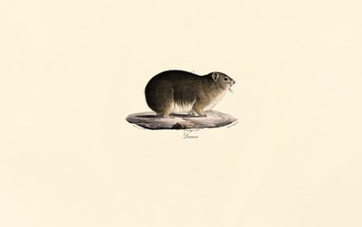 Skalní hyrax od Jacques Christophe Werner