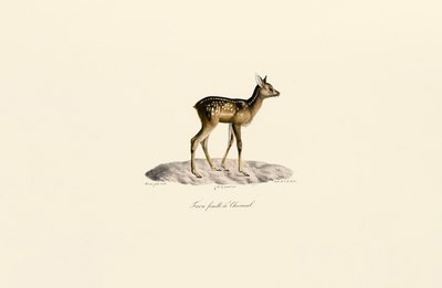 Srnčí srna od Jacques Christophe Werner