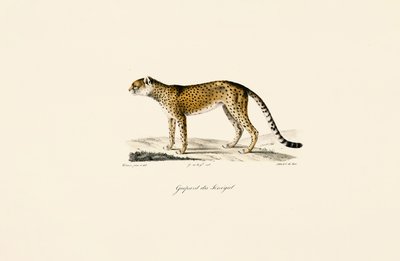 Senegalský gepard od Jacques Christophe Werner