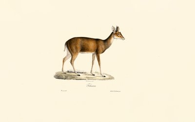 Sitatunga (Tachazan) od Jacques Christophe Werner
