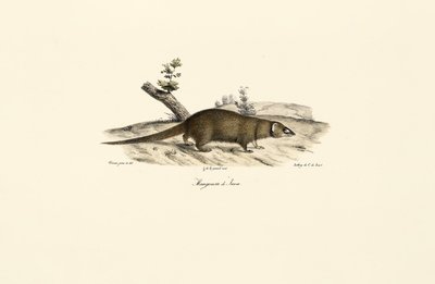 Malý asijský mongol od Jacques Christophe Werner