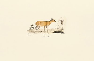 Jihoamerické druhy jelenů od Jacques Christophe Werner