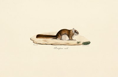 Létající veverka jižní (samec) od Jacques Christophe Werner