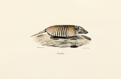 Pásovec třípásý jižní od Jacques Christophe Werner