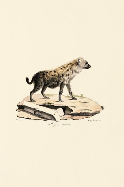Hyena skvrnitá od Jacques Christophe Werner
