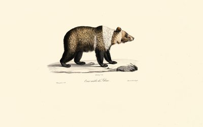 Medvěd hnědý syrský (Ursus arctos syriacus) od Jacques Christophe Werner