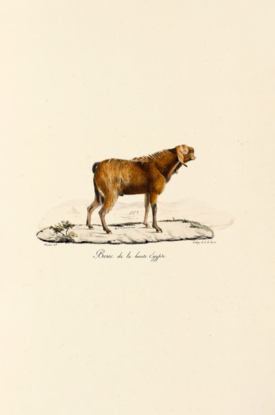 Kozel hornoegyptský od Jacques Christophe Werner