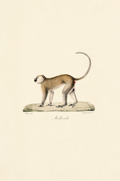 Opice Vervetova (Malbrouck) od Jacques Christophe Werner