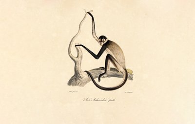 Opice pavouk bělolící (samice) od Jacques Christophe Werner