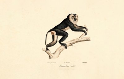 Mangabey bělolící (samec) od Jacques Christophe Werner