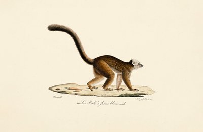Lemur hnědý běločelý Samec od Jacques Christophe Werner
