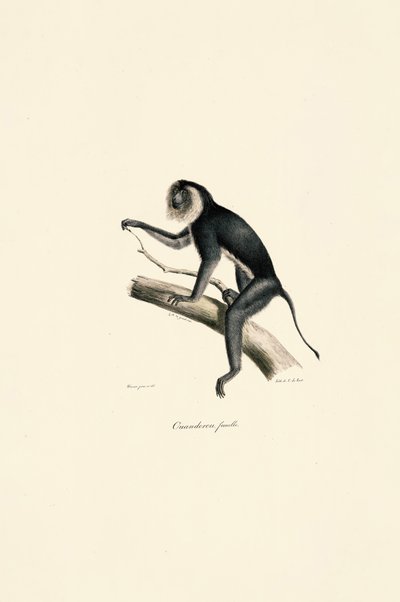 Marmoška bělolící (samice) od Jacques Christophe Werner