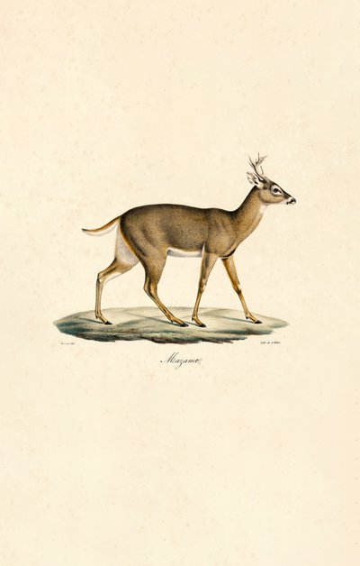 Jelen běloocasý od Jacques Christophe Werner