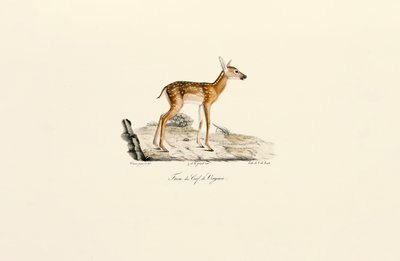 Jelen běloocasý - srnče od Jacques Christophe Werner