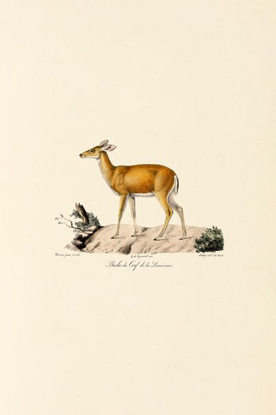 Jelen běloocasý laň od Jacques Christophe Werner