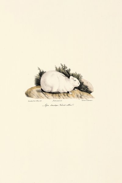Králík domácí (Lepus domesticus) od Jacques Christophe Werner
