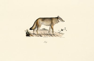Vlk (Canis lupus) od Jacques Christophe Werner