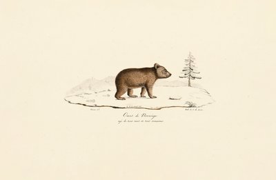 Mladý medvěd hnědý z Norska od Jacques Christophe Werner