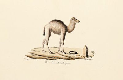 Mladý velbloud dromedár od Jacques Christophe Werner