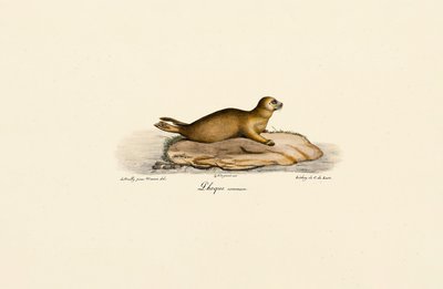 Mladý tuleň obecný od Jacques Christophe Werner