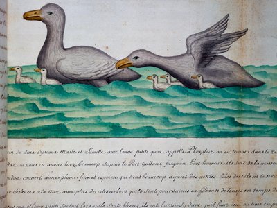 Kachny zvané Ploplos, Magellanův průliv, akvarel z lodního deníku od Jacquese Gouina de Beauchesne (1652-1730), kapitána Compagnie royale de la Mer du Sud, v letech 1698 až 1701, Francie od Jacques Gouin de Beauchesne