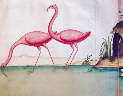 Růžoví plameňáci, Galapágy, akvarel z lodního deníku od Jacquese Gouina de Beauchesne (1652-1730), kapitána Compagnie royale de la Mer du Sud, od roku 1698 do roku 1701, Francie od Jacques Gouin de Beauchesne