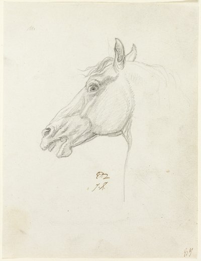 Koňská hlava od Jacques Louis David