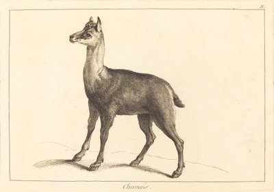 kamzík (kamzík) od Jacques Philippe Le Bas and Jean Eric Rehn after Jean Baptiste Oudry