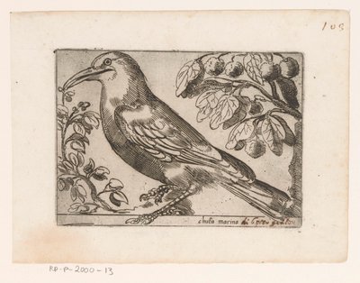 Vogel Chuta marina (název na objektu) Vogels (název série) od Jacques de Fornazeris (possibly)