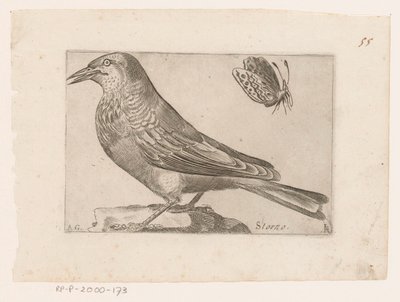 špaček obecný (Sturnus vulgaris) Storno (název na objektu) Ptáci (název seriálu) od Jacques de Fornazeris