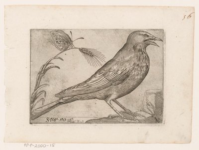 špaček obecný (Sturnus vulgaris) Storno (název na objektu) Ptáci (název seriálu) od Jacques de Fornazeris